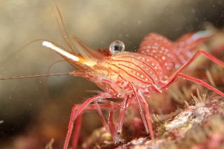 「サラサエビ」のサムネイル画像