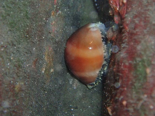 「クチムラサキダカラガイ」のサムネイル画像