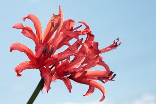 「ダイヤモンドリリー(ネリネ)」のサムネイル画像