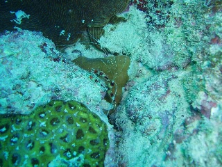 「オトヒメエビ(Banded boxer shrimp)」のサムネイル画像