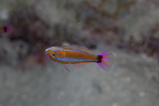 「アオギハゼ」のサムネイル画像