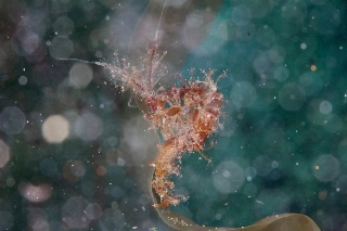 「キタワレカラ」のサムネイル画像