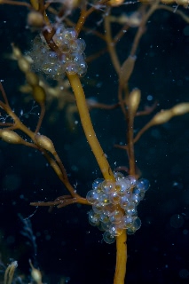 「シワイカナゴ」のサムネイル画像