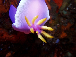 「二次鰓」のサムネイル画像