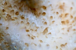 「サンゴの仲間」のサムネイル画像