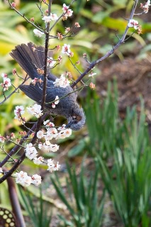「ヒヨドリ」のサムネイル画像