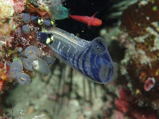 「ムネボヤ属の一種」のサムネイル画像