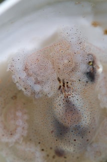 「ミズダコ」のサムネイル画像