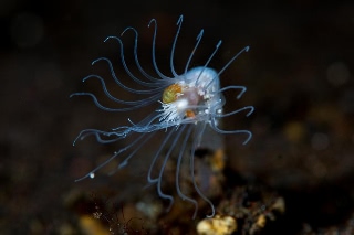 「ヒドロ虫の仲間」のサムネイル画像