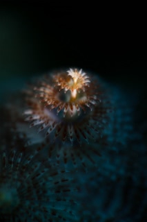 「イバラカンザシ(Christmas tree worm)」のサムネイル画像