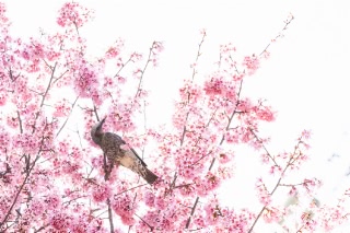 「オカメザクラ」のサムネイル画像