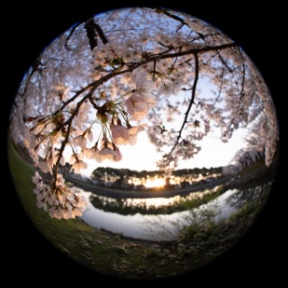 「ソメイヨシノ(染井吉野)」のサムネイル画像