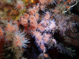 「ウスアカイソギンチャク」のサムネイル画像