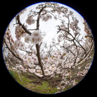 「チシマザクラ(千島桜)」のサムネイル画像