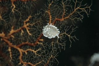 「ガーベラミノウミウシ」のサムネイル画像