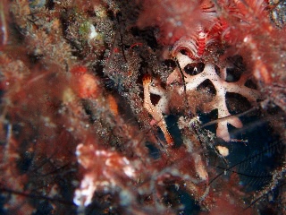 「コガラシエビ(Plumed shrimp)」のサムネイル画像