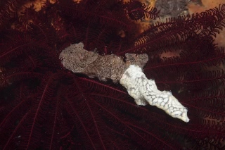 「謎生物」のサムネイル画像