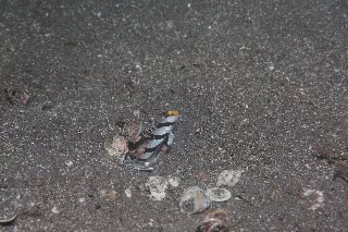 「ネジリンボウ(Yellownose shrimp goby)」のサムネイル画像