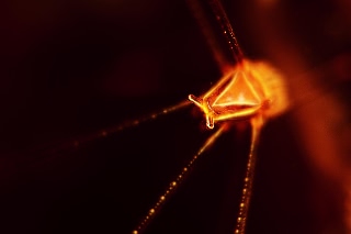 「オルトマンワラエビ(Ortmann's spider-crab)」のサムネイル画像