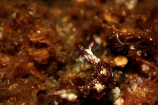 「クシモトミドリガイ」のサムネイル画像