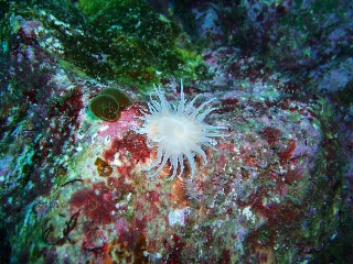 「スナイソギンチャク」のサムネイル画像