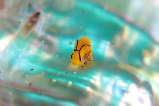 「オレンジウミコチョウ」のサムネイル画像