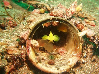 「ミジンベニハゼ」のサムネイル画像