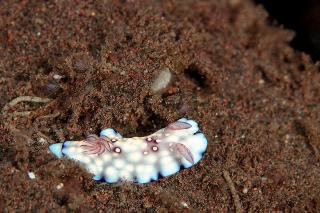 「ウミウシの仲間」のサムネイル画像