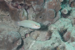 「ジュウモンジサラサハゼ(Pink-lined Goby)」のサムネイル画像