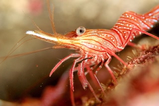 「サラサエビ」のサムネイル画像