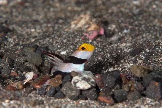 「ネジリンボウ(Yellownose shrimp goby)」のサムネイル画像