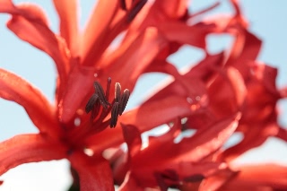 「ダイヤモンドリリー(ネリネ)」のサムネイル画像