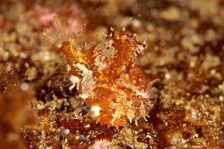 「ナメダンゴ属sp.」のサムネイル画像