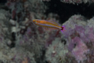 「アオギハゼ」のサムネイル画像