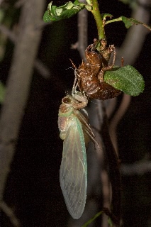 「アブラゼミ」のサムネイル画像