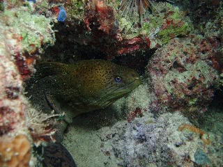 「ドクウツボ」のサムネイル画像