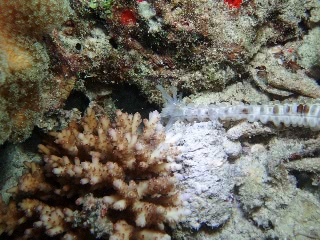 「トゲオオイカリナマコ」のサムネイル画像