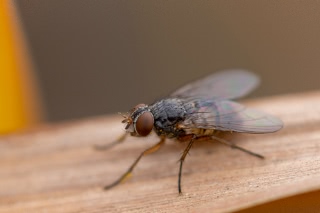 「ハエの仲間」のサムネイル画像