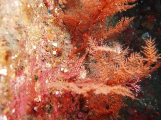 「クダゴンベ(longnose hawkfish)」のサムネイル画像