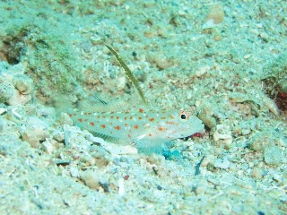 「ハタタテシノビハゼ」のサムネイル画像