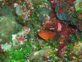 「コケギンポ」のサムネイル画像