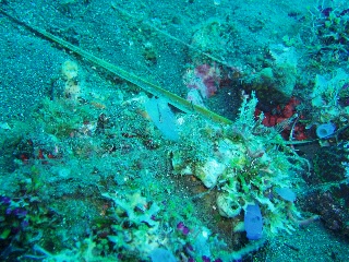 「ガラスハゼ」のサムネイル画像