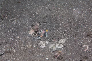 「ネジリンボウ(Yellownose shrimp goby)」のサムネイル画像