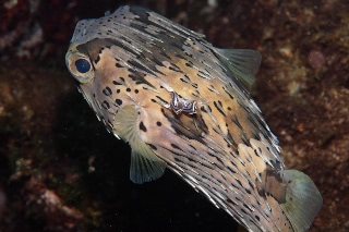 「ハリセンボン(Balloonfish)」のサムネイル画像