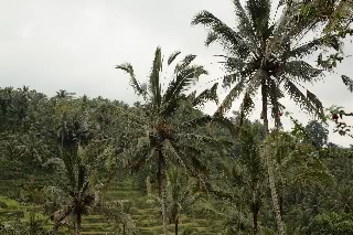「無題」のサムネイル画像