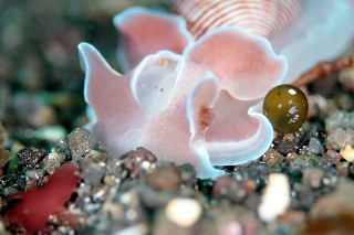 「ミスガイ」のサムネイル画像