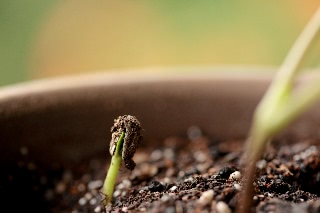 「バイカラーミックス」のサムネイル画像