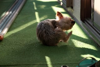 「ヨークシャー・テリア(Yorkshire Terrier)」のサムネイル画像