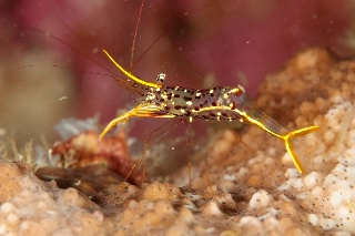 「ミカヅキコモンエビ」のサムネイル画像