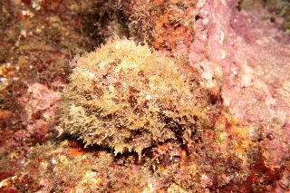 「タツナミガイ」のサムネイル画像